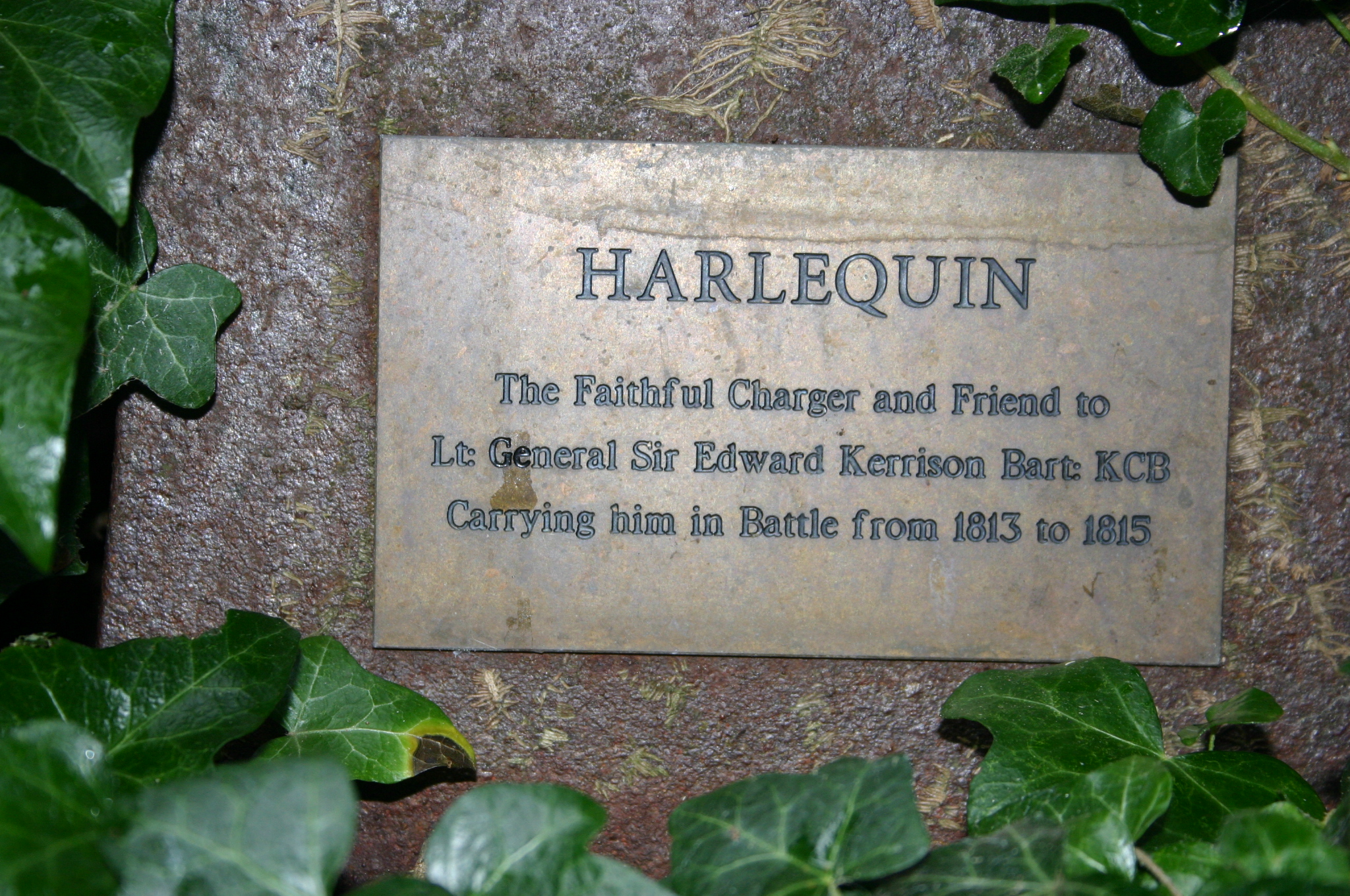 Harlequin